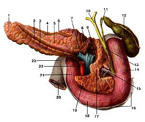 
  Рис. 192. Поджелудочная железа (pancreas), двенадцатиперстная кишка (duodenum), 
  желчный пузырь (vesica fellea) и желчевыво-дящие пути. Вид сзади. Участок в 
  толще головки поджелудочной
  железы вскрыт.
  I-хвост поджелудочной железы; 2-борозда селезеночной вены; 3-нижний край поджелудочной 
  железы; 4-борозда селезеночной артерии; 5-тело поджелудочной железы (задняя 
  поверхность); 6-верхний край поджелудочной железы; 7-селезеночная вена; 8-воротная 
  вена; 9-вырезка поджелудочной железы; 10-общий печеночный проток; 11-пузырный 
  проток; 12-желчный пузырь; 13-общий желчный проток; 14-нисходящая часть двенадцатиперстной 
  кишки; 15-проток поджелудочной железы; 16-брюши-на; 17-головка поджелудочной 
  железы; 18-горизонтальная часть (нижняя) двенадцатиперстной кишки; 19-крючковидный 
  отросток поджелудочной железы; 20-тощая кишка; 21-восходяшая часть двенадцатиперстной 
  кишки; 22-верхняя брыжеечная артерия; 23-двенадцатиперстно-тощекишечный изгиб;
  Fig. 192. Поджелудочная железа, двенадцатиперстная кишка, желчный пузырь и желчевыводяшие 
  пути. Вид сзади. Участок в
  толще головки поджелудочной железы вскрыт, l-cauda pancreatis; 2-sulcus venae 
  lienalis; 3-margo inferior pancre-atis; 4-sulcus arteriae lienalis; 5-corpus 
  pancreatis; 6-margo superior pancreatis; 7-vena lienalis (splenica); 8-vena 
  porta; 9-incisura pancre-alis; 10-ductus hepaticuscommunis; 11-ductus cysticus; 
  12-vesica fellea (biliaris); 13-ductus choledochus (biliaris); 14-pars descendens 
  duodeni; 15-ductus pancreatis; 16-peritonaeum; 17-caput pancreatis; 18-pars 
  horixontalis duodeni; 19-processus uncinatus; 20-jejunum; 21-pars ascedens duodeni; 
  22-arteria mesenterica superior; 23-Пехига duodenojejunalis.
  Fig. 192. Pancreas, duodenum, gallbladder and bilifcrous ducts. Behind view. 
  Fragment in the obesity head of pancreas is opened. I-tail of pancreas; 2-sulcus 
  of splenic vein; 3-inferior margin of pancreas; 4-sulcus of splenic artery; 
  5-body of pancreas (posterior surface); 6-superior margin of pancreas; 7-splenic 
  vein; 8-portal vein; 9-pancre-atic incisure; 10-common hepatic duct; 11-cystic 
  duct; 12-gallbladder; 13-bileduct: 14-descending part of duodenum; 15-pancreaticduct; 
  16-peritoneum: 17-head of pancreas; 18-horizontal (inferior) part of duodenum; 
  19-uncinate process (of pancreas); 20-jejunum; 21-ascending part of duodenum; 
  22-superior mesenteric artery; 23-duodenojejunal flexure.